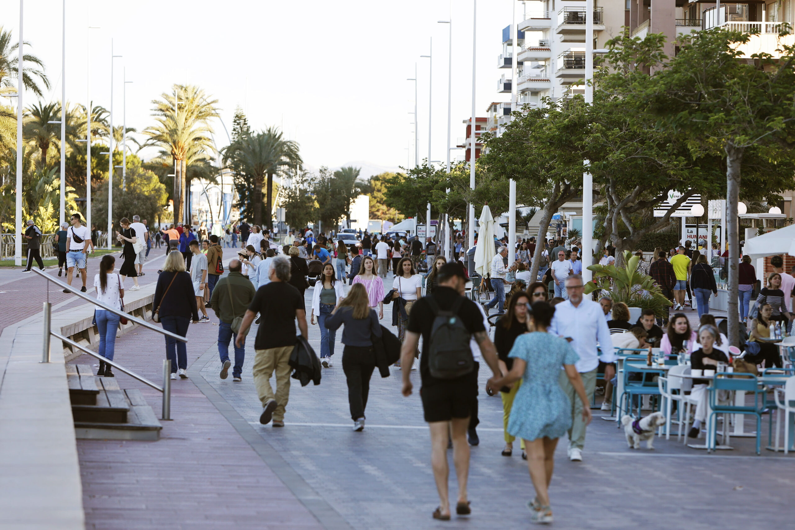 gandia mayo